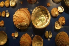 普吉島貝殼博物館
