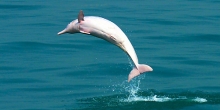 中華白海豚觀察之旅